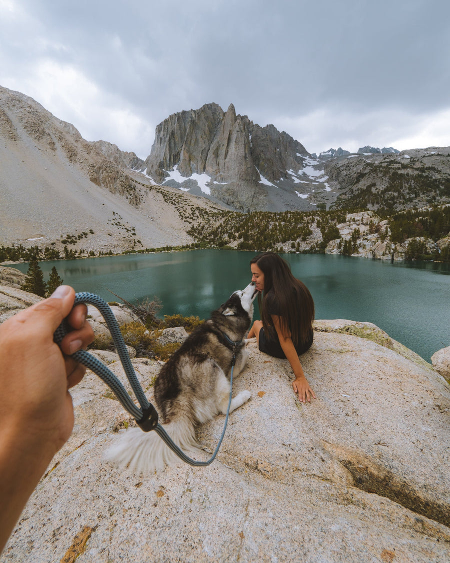 The story of camping with dogs